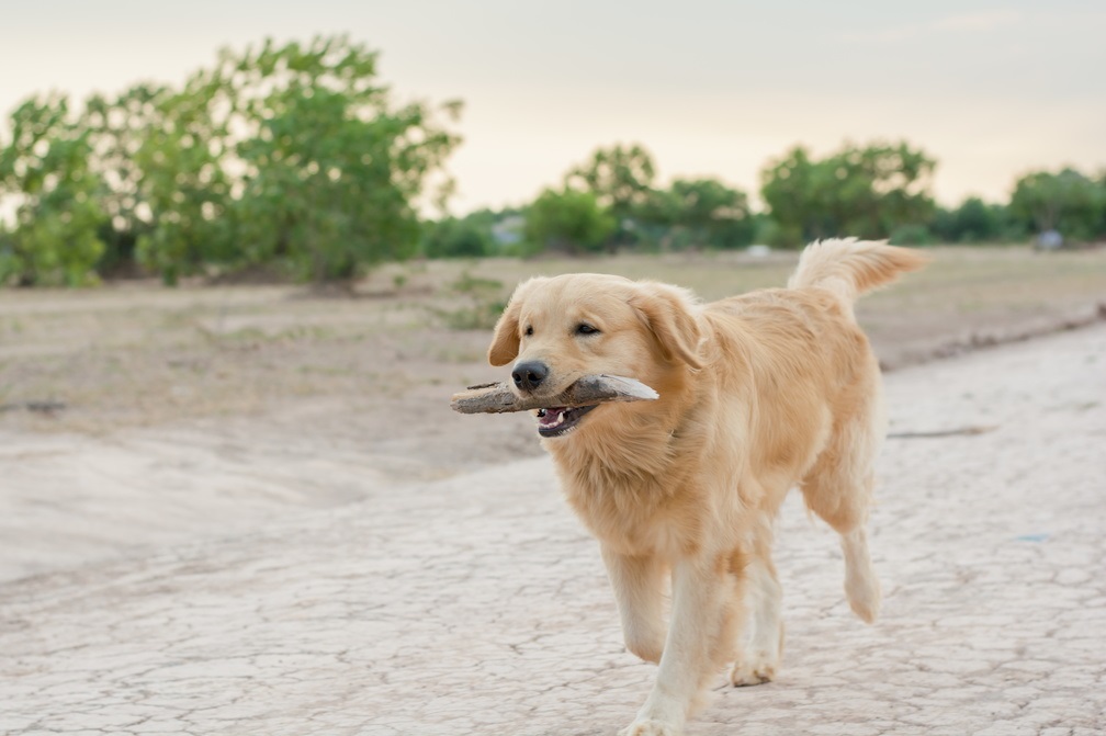 Le Golden Retriever